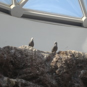 Gray Gull